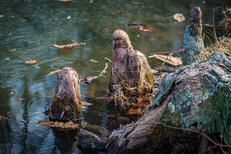 Cypress Knees