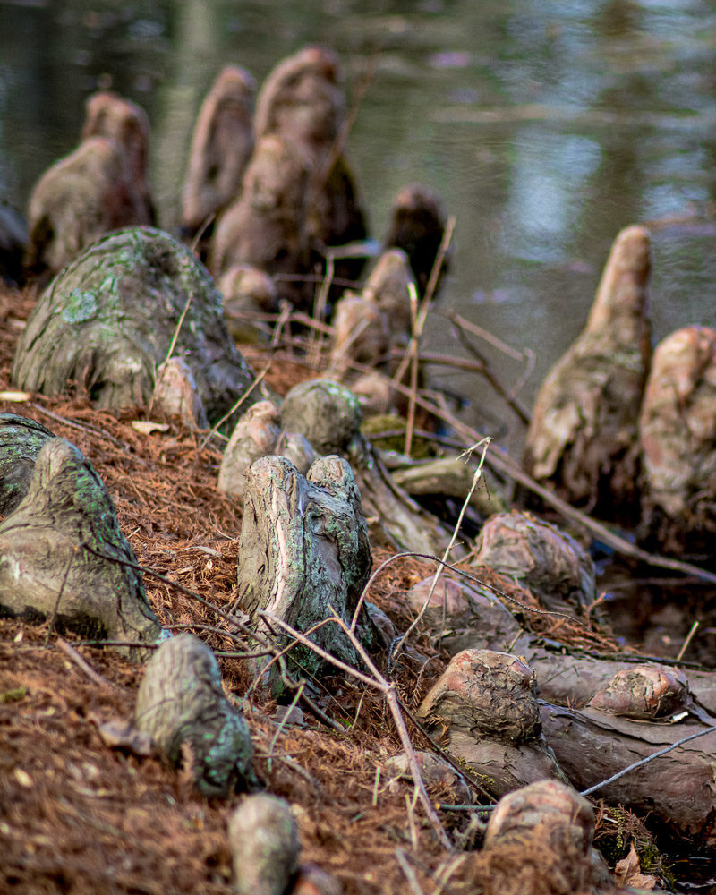 Cypress Knees