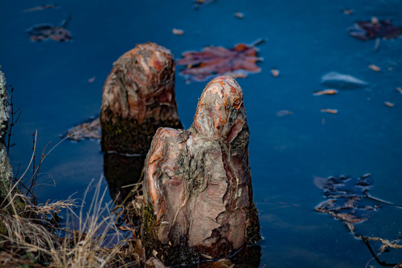 Cypress Knees