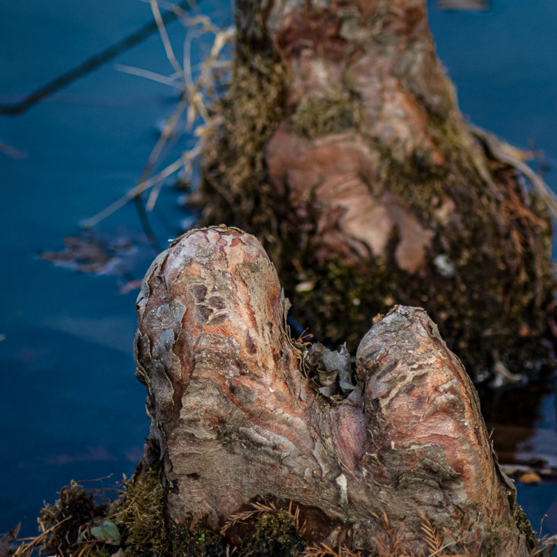 Cypress Knees