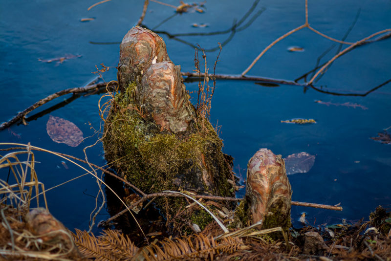 Cypress Knees
