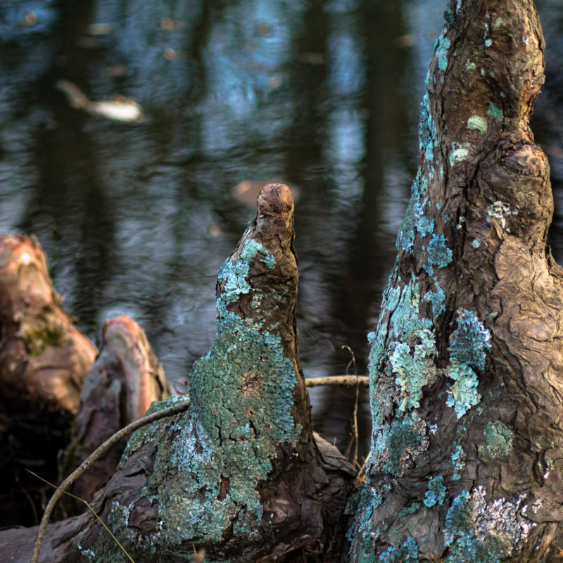 Cypress Knees