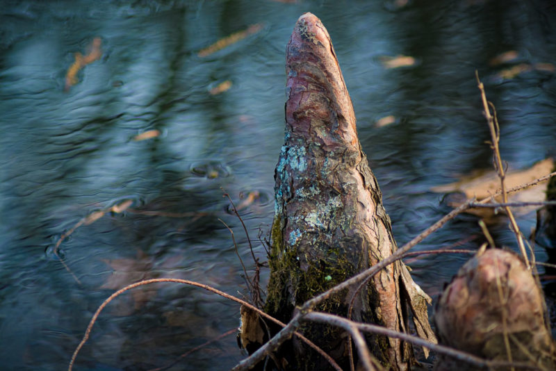 Cypress Knees
