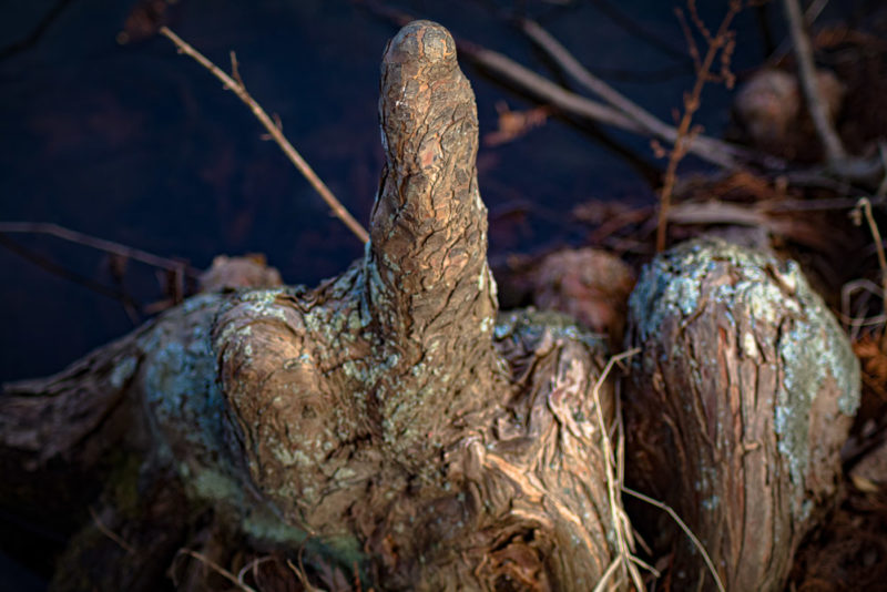 Cypress Knees