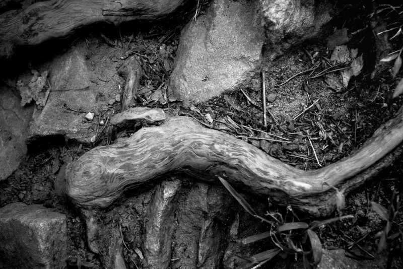 Great Falls MD Trail 001