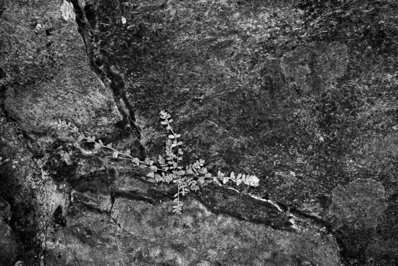 Great Falls MD Trail 001